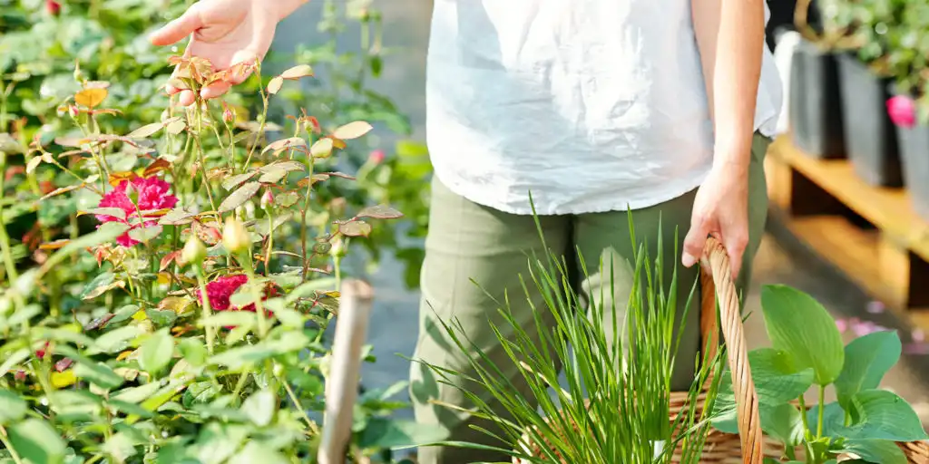 Choosing the Right Plants for Your Home Garden