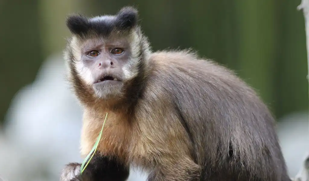 The Comical Capers of Capuchin Monkeys