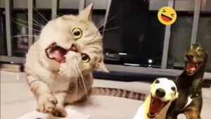 The Joy of Funny Animal Videos