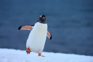 The Silliness of Penguins Waddle and Giggle